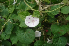 Ipomoea indica